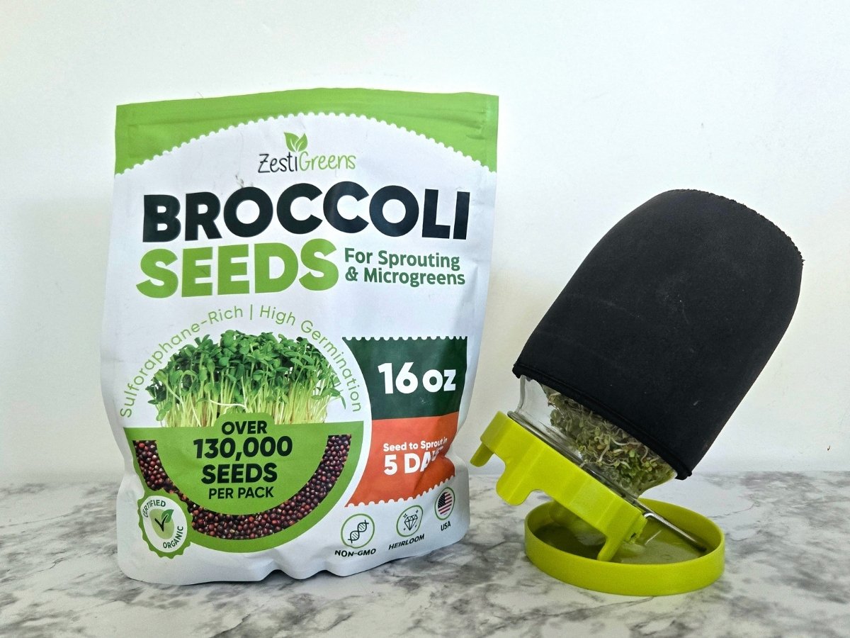 Organic broccoli sprouting seeds beside a wide mouth sprouting jar in its stand with the black sleeve on