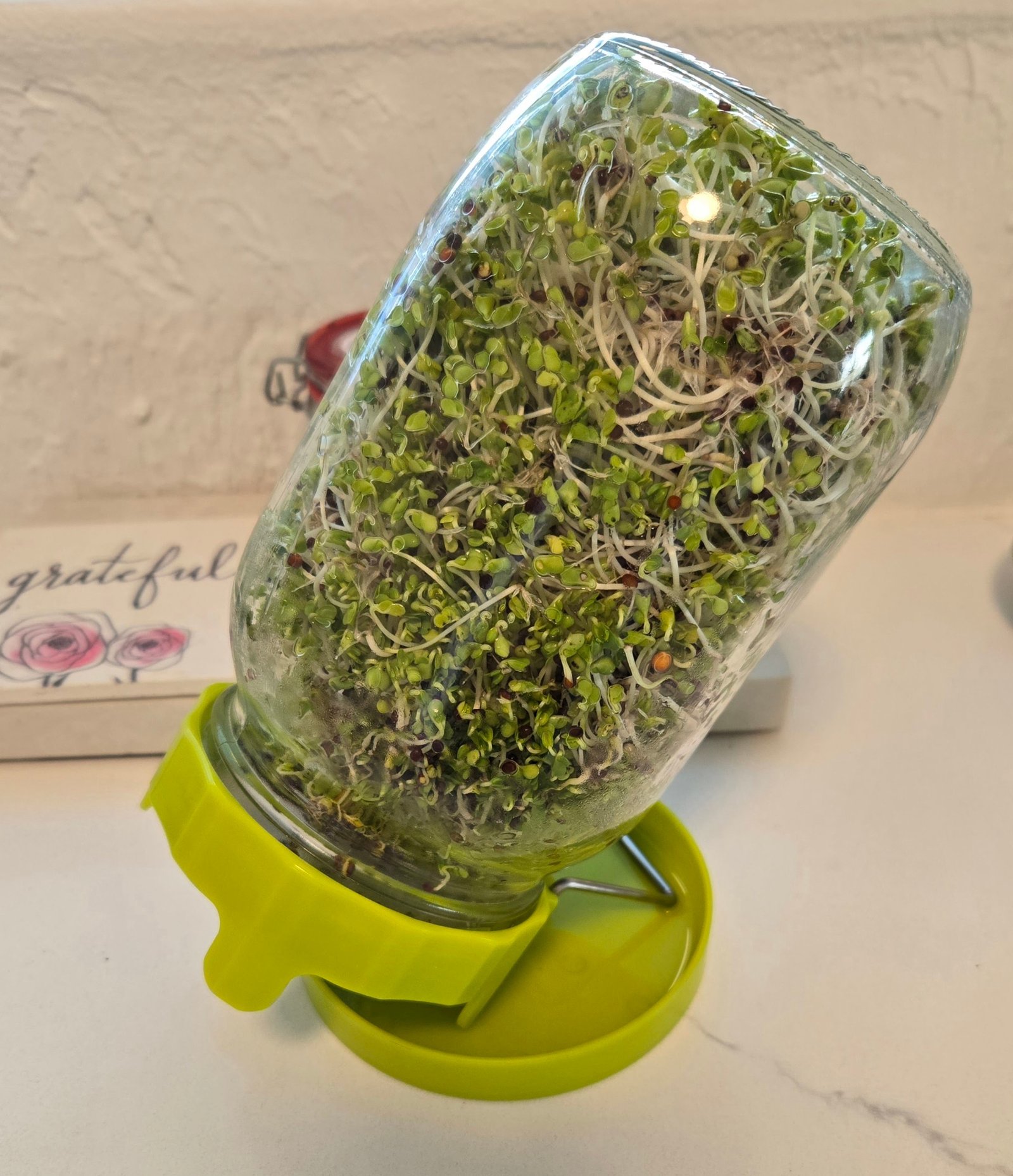 How I grow broccoli sprouts in a jar