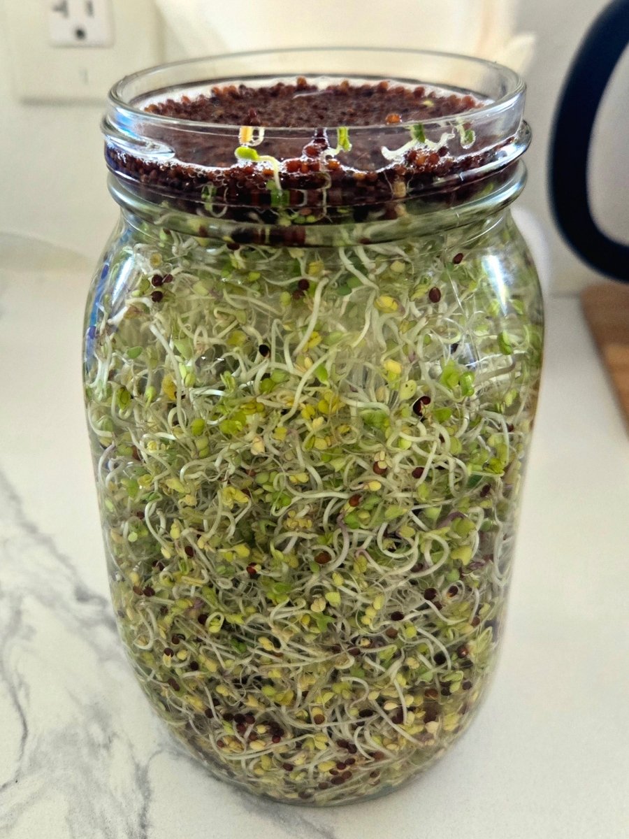 Broccoli seed hulls floating on the water surface in a sprouting jar, ready to be skimmed off with a spoon